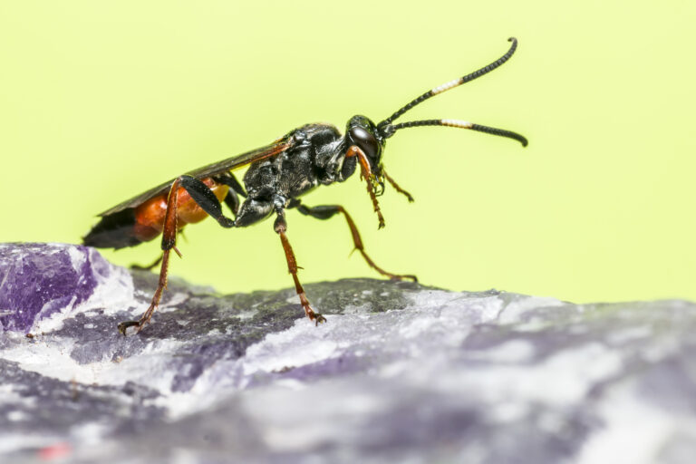Schlupfwespen (Lariophagus distinguendus): Natürlicher Feind des Kornkäfers