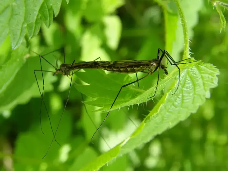 Schädlinge namens Kohlschnaken auf einem Blatt. Natürliche Nützlinge dazu sind Nematoden.