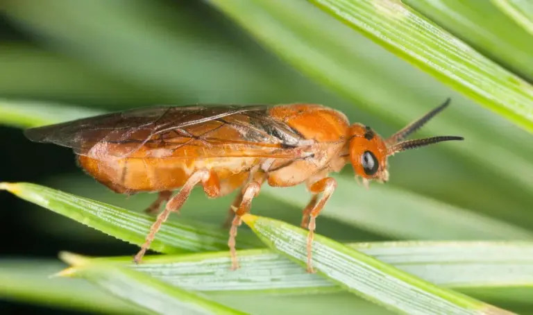 Ein Schädling namens Kiefernbuschhornblattwespe auf Grashalmen. Passende Nützlinge dazu sind Nematoden.