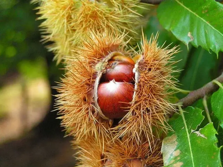 Kastanien an einem Baum