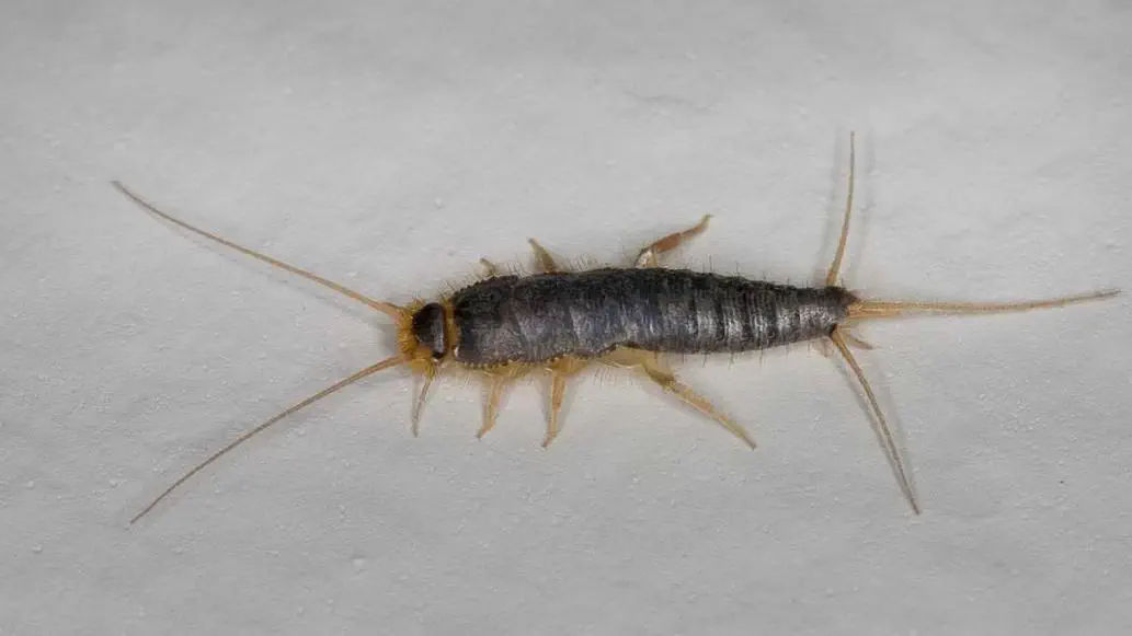 Papierfisch vergrößert und von oben. Passende Mittel dagegen sind Klebefalle mit Spezial-Lockstoff und Kunststoff-Klebe-Pheromonfalle.
